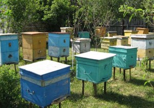 Пасека - оборудованное место, где содержатся медоносные пчёлы. 