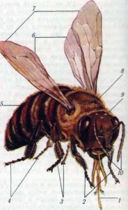 Внешний вид пчелы: 1 — хоботок; 2 — передние ножки; 3 — средние ножки; 4 — задние ножки; 5 — брюшко; 6 — задние крылья; 7 — передние крылья; 8 — грудной отдел; 9 — голова, to — усики.