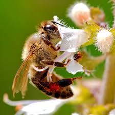 Пища пчел