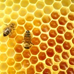 Пчела и мед