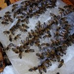 Подкормка пчел в безвзяточное время