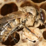 Размножение и развитие пчел