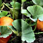 Выращивание тыквы