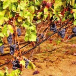 Удобрение винограда