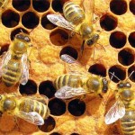 Поведение пчел