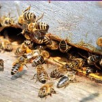 Работа пчел в улье