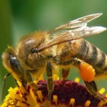 Рабочие пчелы