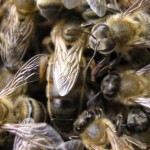 Элитные пчеломатки