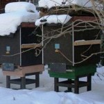 Финский опыт зимовки пчел