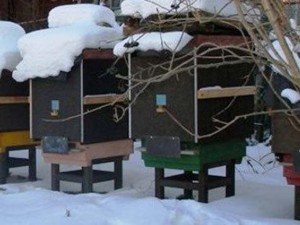 Финский опыт зимовки пчел