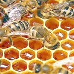 Как пчелы делают мед?