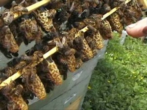 Вывод пчелиных маток в сентябре
