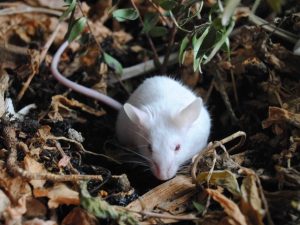 Мышь в огороде