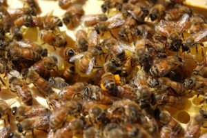 Биология пчелиной семьи