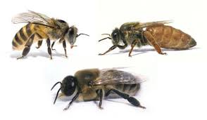 В состав пчелиной семьи входит матка (справа), рабочие пчелы (слева) и трутни (внизу)