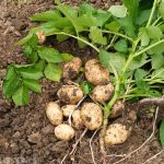 Как получить сверхранний урожай картофеля