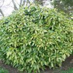 Аукуба — растение для сада
