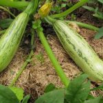 Как вырастить хороший урожай кабачков?