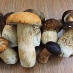 Как вырастить белые грибы у себя дома