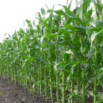 Урожайность силосной кукурузы