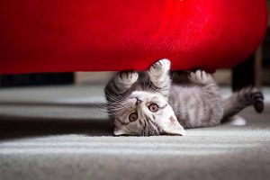 Как отучить кота драть мебель