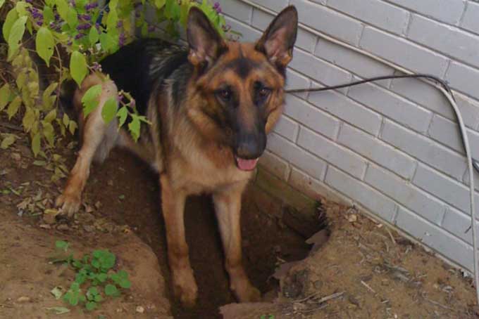 Почему собаки роют ямы во дворе