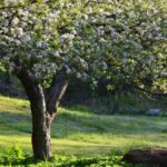 Как омолодить плодовые деревья?